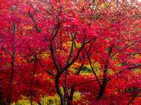 New York State Foliage - Catskills - Bethel NY