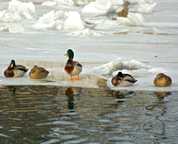 Long Island Ducks in Port Washington