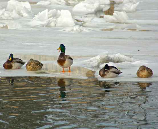 Long Island Ducks in Port Washington