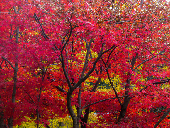 New York State Foliage - Catskills - Bethel NY